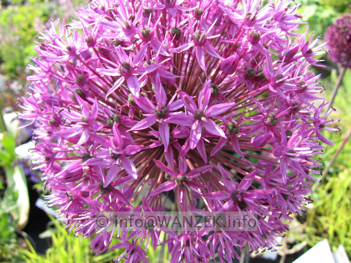 Allium aflatunense Purple Sensation5.JPG